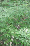 Common pricklyash